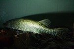 Hecht (Esox lucius) - entrauscht mit Neat Image