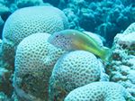 Gestreifter Korallenwächter oder Forsters Büschelbarsch - Paracirrhites forsteri