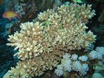 Blaugrüner Chromis oder Grüner Schwalbenschwanz - Chromis viridis in einer Acropora-Koralle