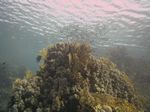 Fischschwarm über einem Hügel aus Dom-Koralle - Porites nodifera, Abschluß mit Netz-Feuerkoralle - Millepora dichotoma