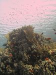 Fischschwarm über einem Hügel aus Dom-Koralle - Porites nodifera, Abschluß mit Netz-Feuerkoralle - Millepora dichotoma
