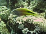 Gestreifter Korallenwächter oder Forsters Büschelbarsch - Paracirrhites forsteri