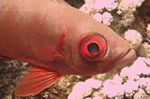 Riff-Großaugenbarsch - Pricanthus hamrur
