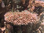 Blaugrüner Chromis oder Grüner Schwalbenschwanz - Chromis viridis