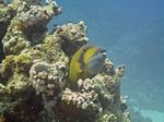 Riesen-Drückerfisch - Balistoidwes viridescens in einer Putzerstation