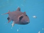 Blaustreifen-Drückerfisch - Pseudobalistes fuscus