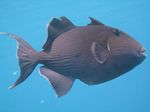 Blaustreifen-Drückerfisch - Pseudobalistes fuscus
