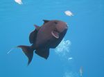 Blaustreifen-Drückerfisch - Pseudobalistes fuscus