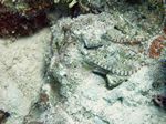 Netz-Seenadeln -Corithoichthys flavofasciatus