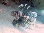 Indischer Rotfeuerfisch - Pterois miles