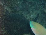 Strahlenfeuerfisch (Pterois radiata), Echte Karettschildkröte (Eretmochelys imbricata), Papageienfisch