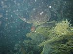 Suppen- oder Grüne Schildkröten - Chelonia mydas