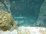 Juvenuler Weißspitzenriffhai (Triaenodon obesus)