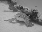 Suppen- oder Grüne Schildkröten (Chelonia mydas)
