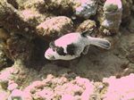 Maskenkugelfisch - Arothron diadematus