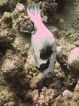 Maskenkugelfisch - Arothron diadematus