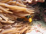 Rotmeer-Anemonenfisch - Amphiprion bicinctus