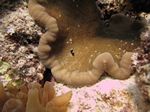 Juvenuler Indische Anemonenfische - Amphiprion sebae vor einer Haddons (Teppich)-Anemone - Stichodactyla haddoni