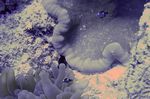 Juvenuler Indische Anemonenfische - Amphiprion sebae vor einer Haddons (Teppich)-Anemone - Stichodactyla haddoni