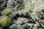 Juvenuler Rotmeer-Anemonenfisch - Amphiprion bicinctus