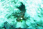 Juvenuler Rotmeer-Anemonenfisch - Amphiprion bicinctus