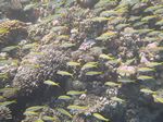 Großschulen-Meerbarbe - Mulloides vanicolensis