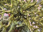Sägezahn-Haarstern (Oligometra serripinna) auf Feuerkoralle (Millepora dichotoma)