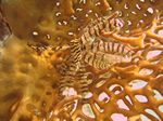 Sägezahn-Haarstern (Oligometra serripinna) auf Feuerkoralle (Millepora dichotoma)