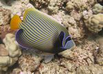 Imperator-Kaiserfisch (Pomacanthus imperator)