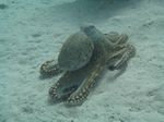 Oktopus (Octopus cyaneus)
