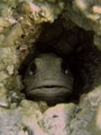 Gepunkteter Brunnenbauer - Finespotted jawfisch (Opisthognathus punctatus)