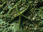 Pyramid sea star (yellow spotted starfish) - Gelbgepunkteter Seestern (pharia pyramidata)