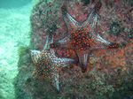 Panamic cushion star - Panamaische Noppen-Seestern (Pentaceraster cumingi)