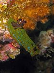 Blue-striped sea slug - Blaugestreifte Meeresschnecke - (Tambja eliora)