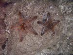 Panamic cushion star - Panamaische Noppen-Seestern (Pentaceraster cumingi)