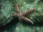 Bradley's sea star (starfish) - Nagel-Seestern / Bradleys Seestern- (Mithrodia bradleyi)