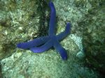 Smooth sea star / Purple Linckia Starfish - Lila Seestern- (leiaster teres)