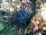 Crowned sea urchin - Gekrönter Seeigel- (Centrostephanus coronatus)