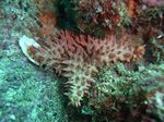 Spiny sea star - Dorniger Seestern - (Amphiaster insignis)