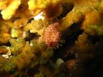 Sea button - - Jenneria pustulata