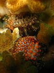 Sea button - - Jenneria pustulata