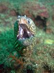 Jewel Moray - Leoparden Mur&auml;ne - (Muraena lentiginosa)
