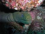 Gr&uuml;ne Mor&auml;ne - Panamic green moray - (Gymnothorax castaneus)