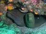 Gr&uuml;ne Mor&auml;ne - Panamic green moray - (Gymnothorax castaneus)