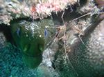 Grüne Moräne - Panamic green moray - (Gymnothorax castaneus) mit Garnelen / with shrimps
