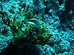 Paracirrhites forsteri - Gestreifter Korallenwächter (Büschelbarsch)
