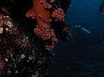 Oxycirrhitis typus - Langnasenbüschelbarsch (Korallenwächter)