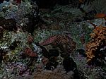 Oxycirrhitis typus - Langnasenbüschelbarsch (Korallenwächter)