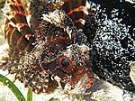 Dendrochirus brachypterus - Kurzflossen-Zwergfeuerfisch