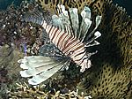 Pterois volitans - gewöhnlicher oder indischer Rotfeuerfisch